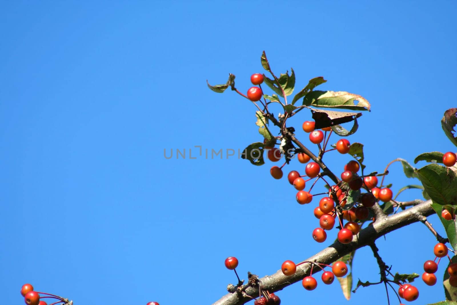 Group of Berries on a tree branch