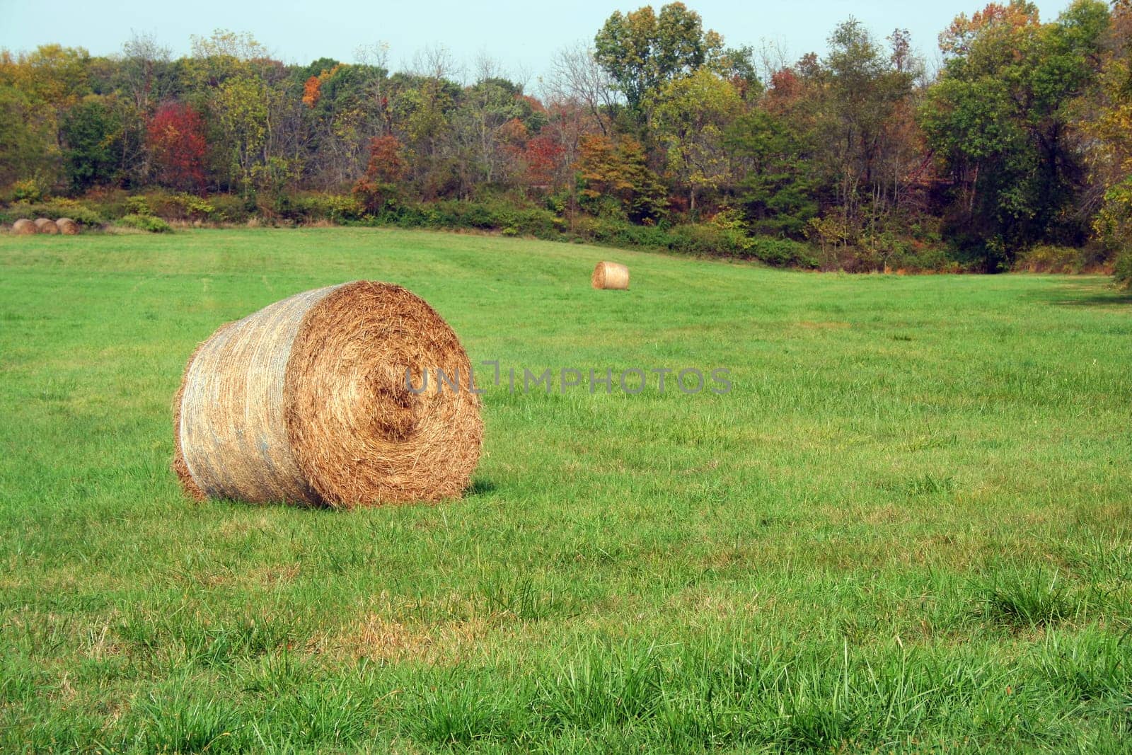 Hay Rolls in a green field with trees