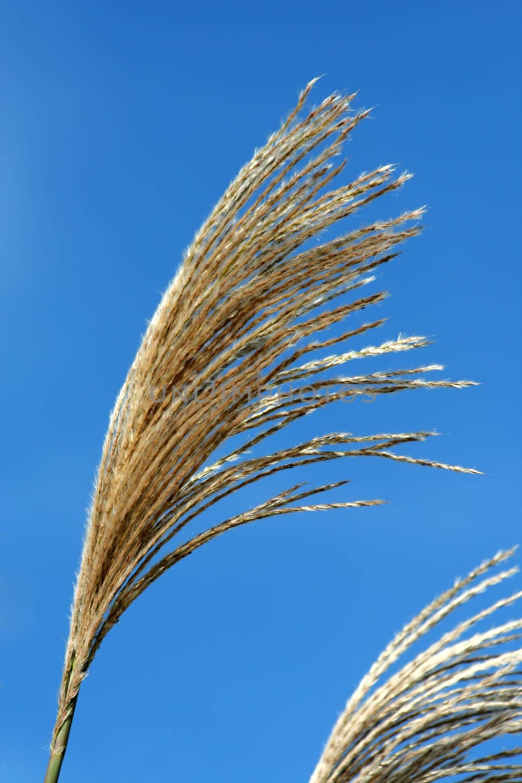 A group of Fall bush seeds