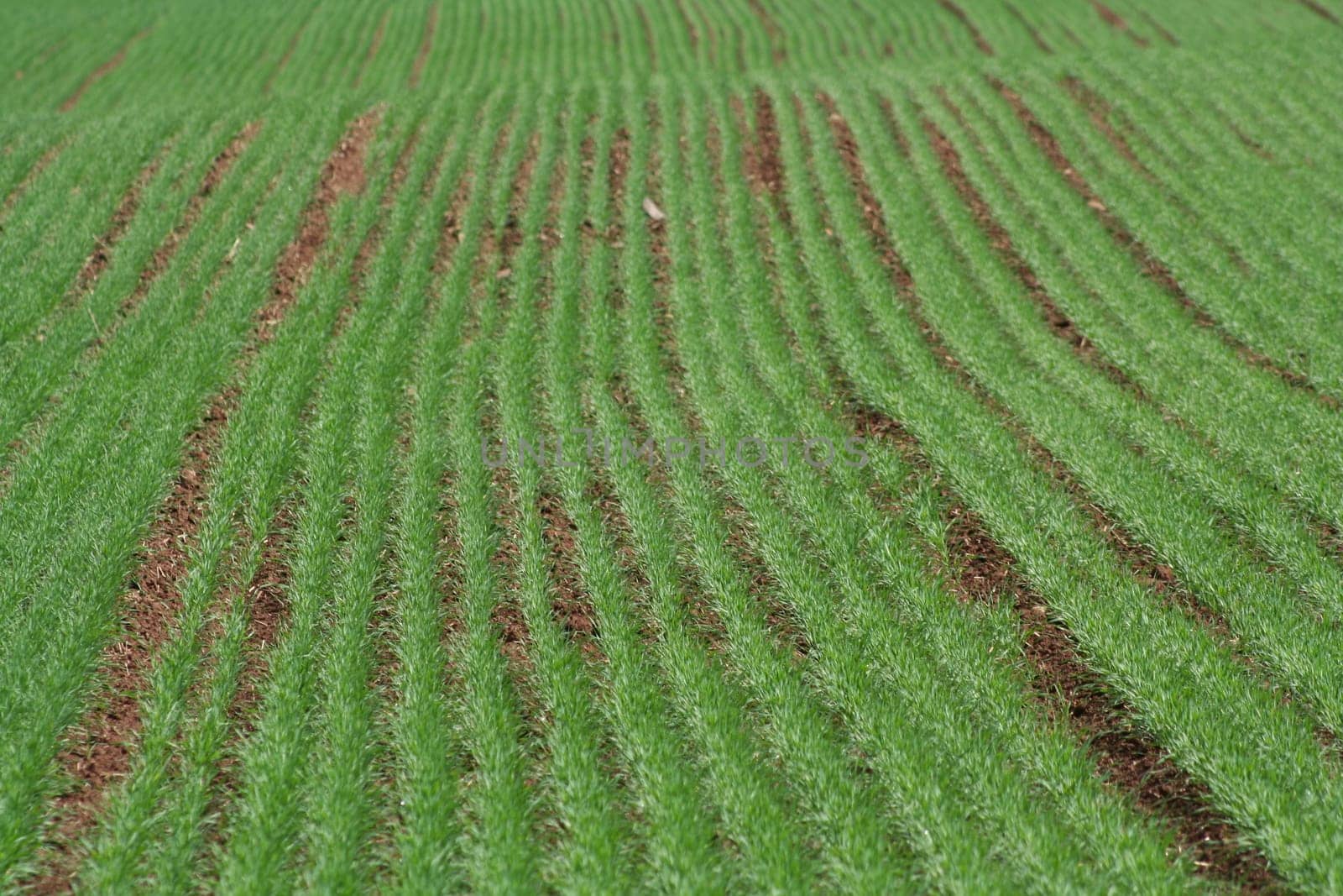 Planted rows of new grass in a field