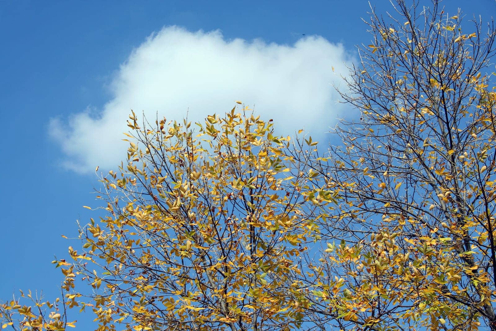 Autumn Leaves changing color on some trees