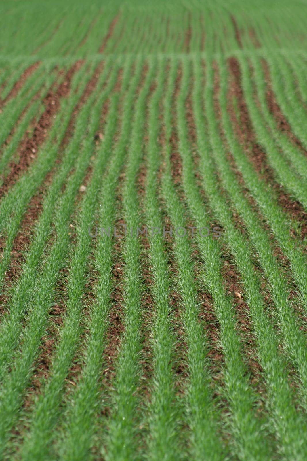 Planted rows of new grass in a field