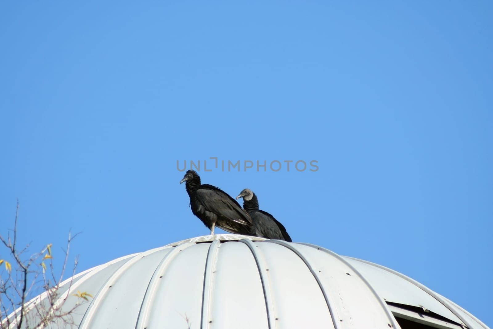 Two Black Vultures on a silo