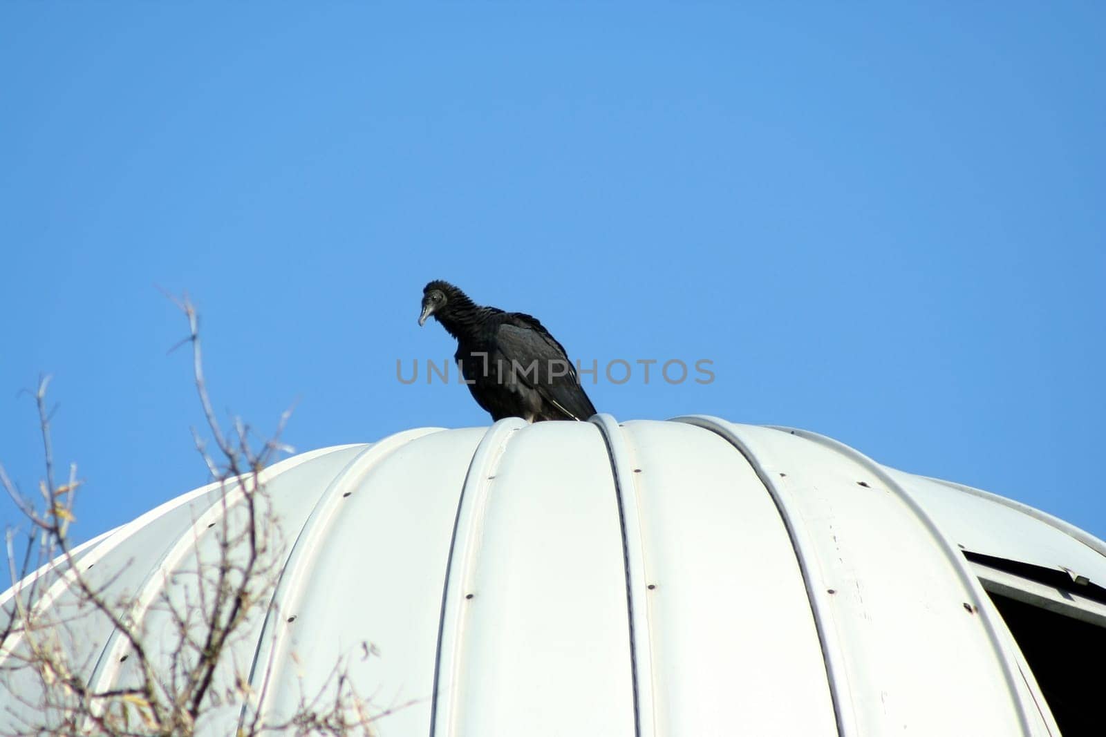 A Black Vulture on a silo