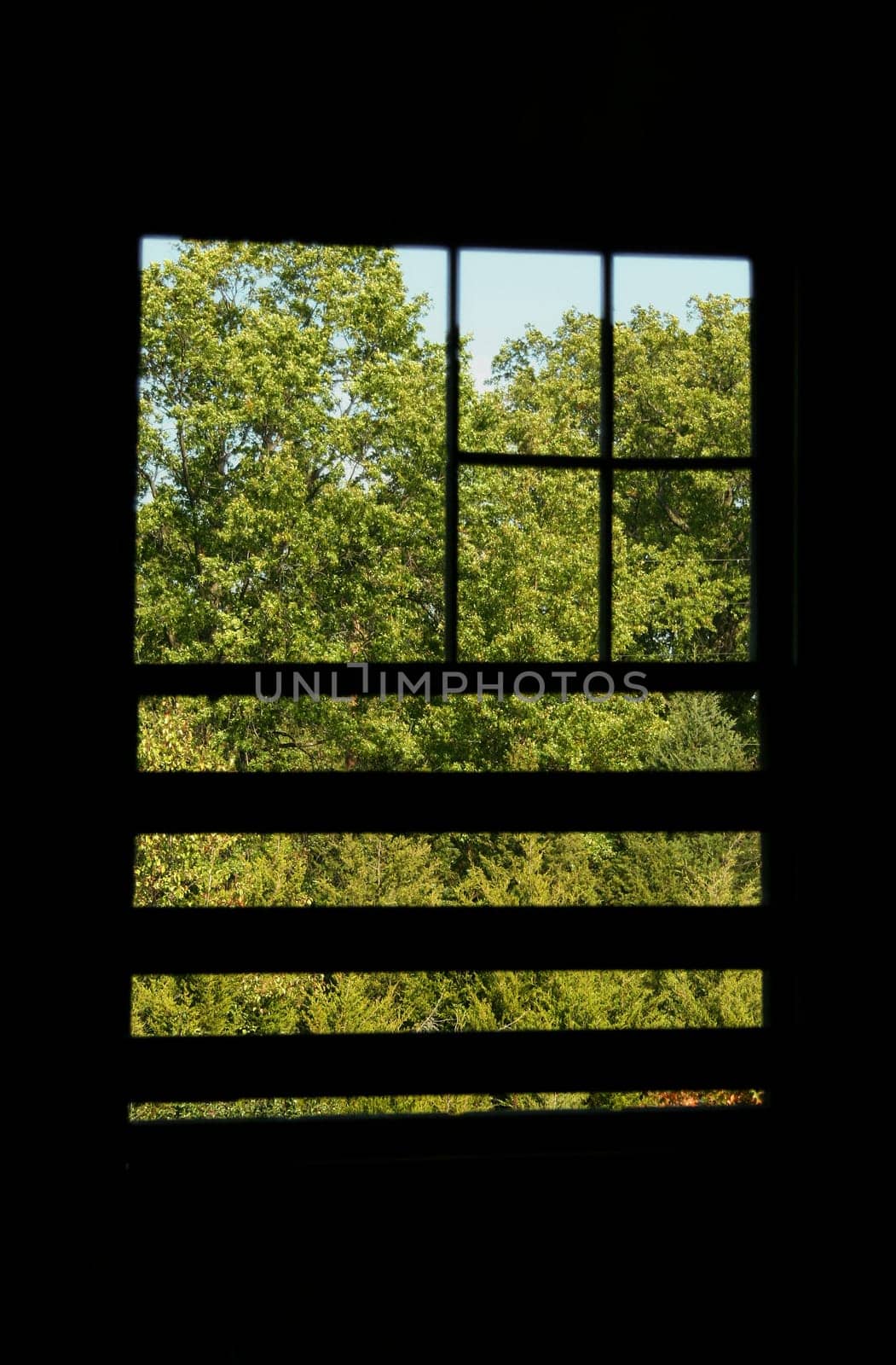 An old windo in a abandoned building with trees