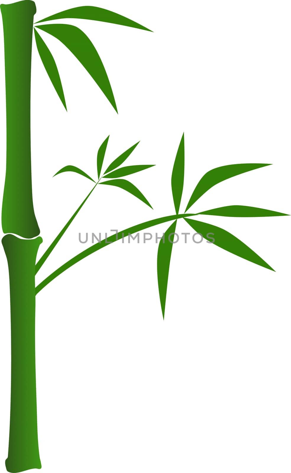 Bamboo on white