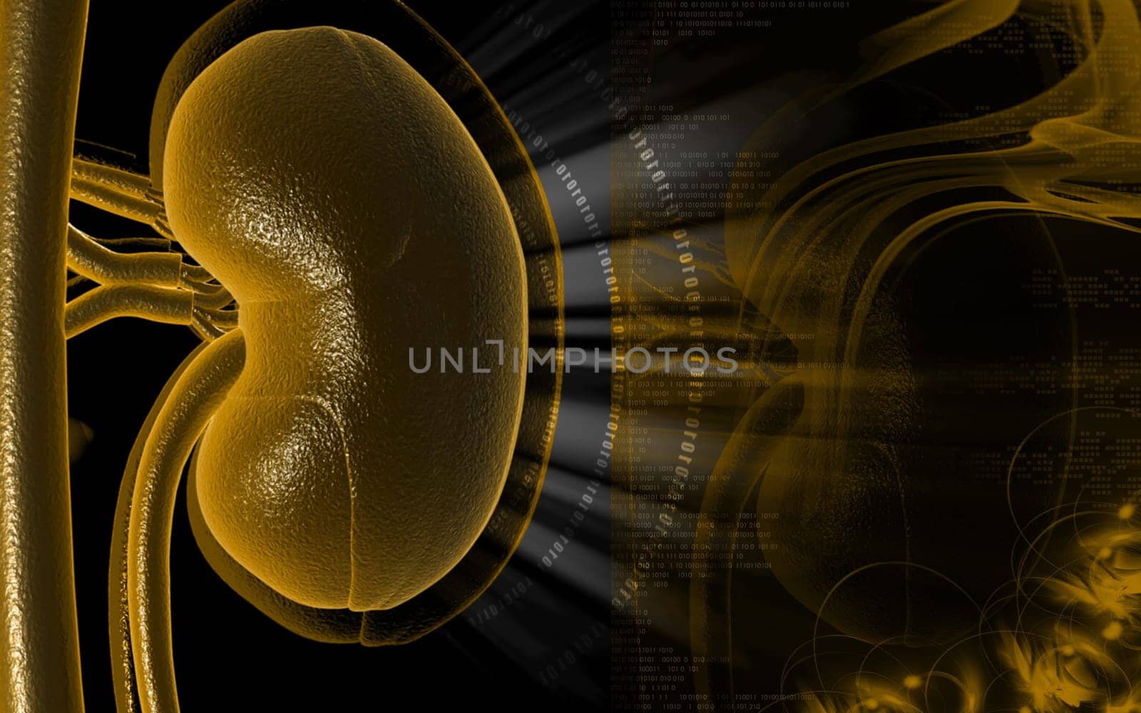 Digital illustration of kidney in colour background