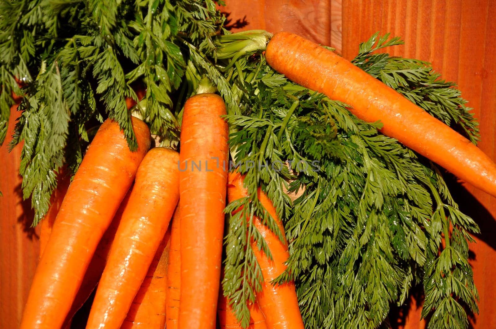 fresh carrots