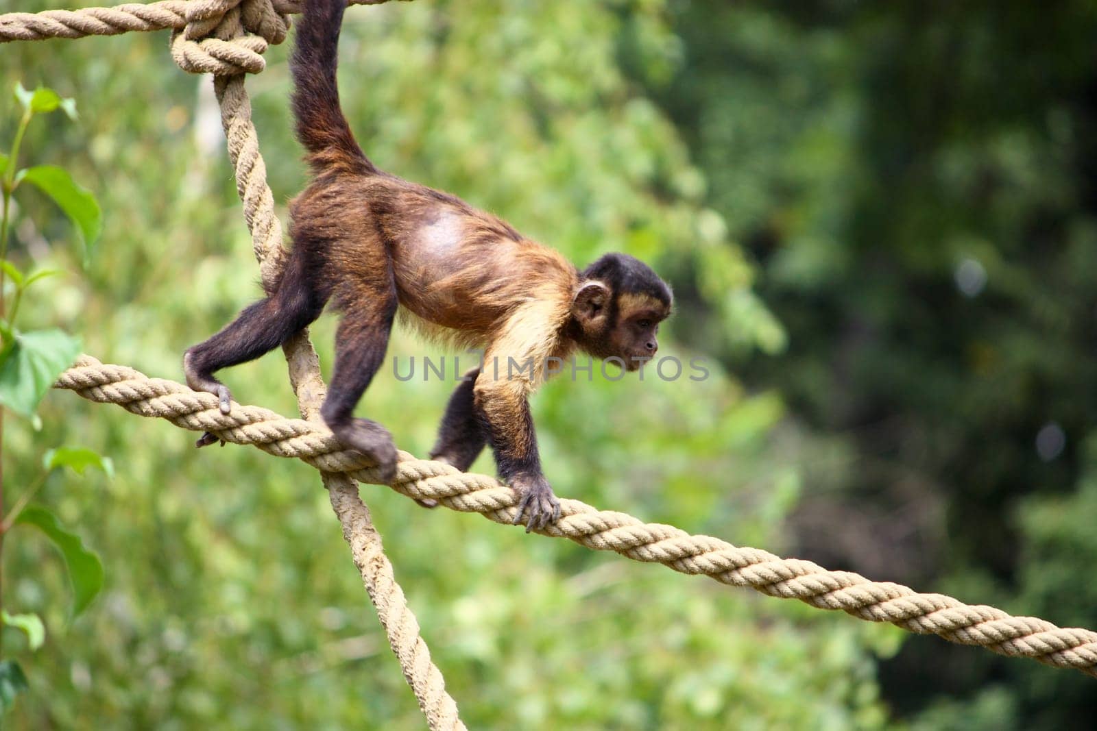 Small brown capuchin monkey on the ropes