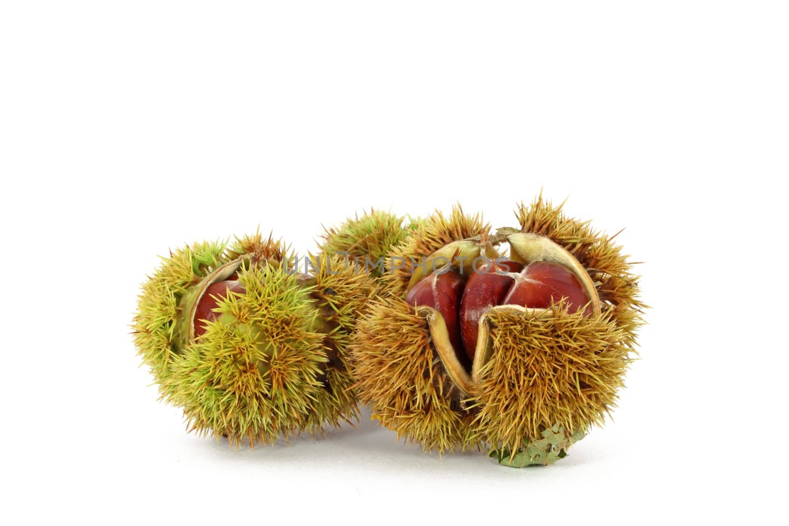 Wild chestnut in shells, isolated