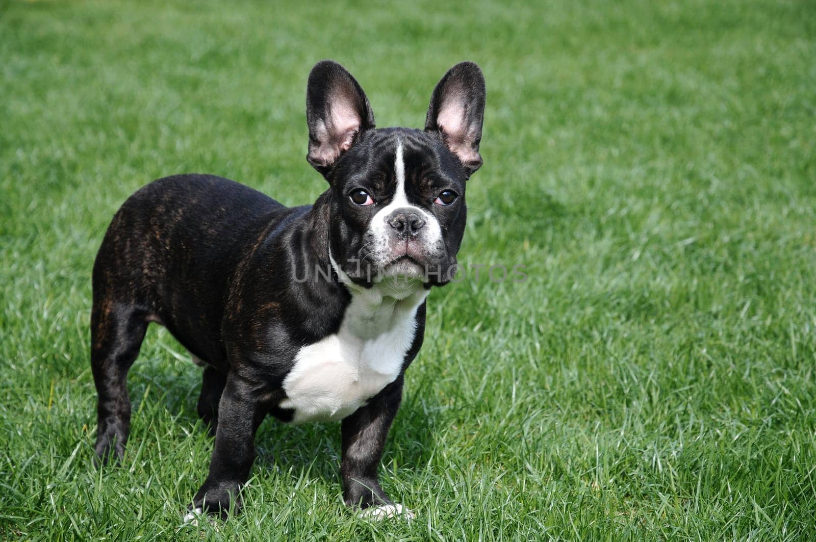 French Bulldog