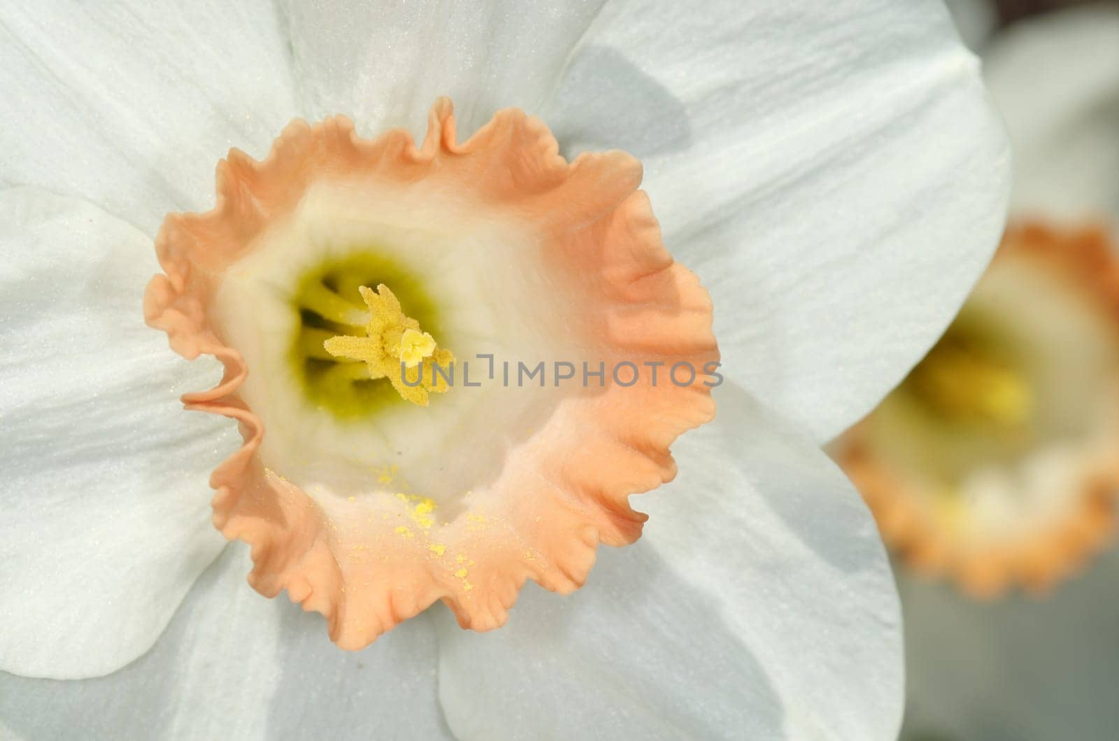 Daffodils