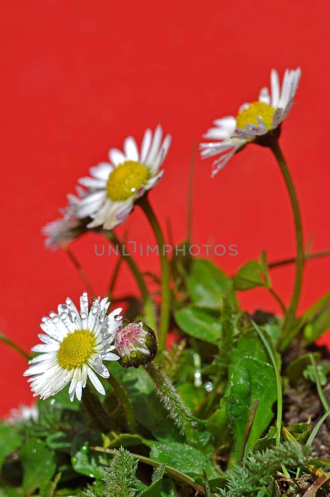 Daisy