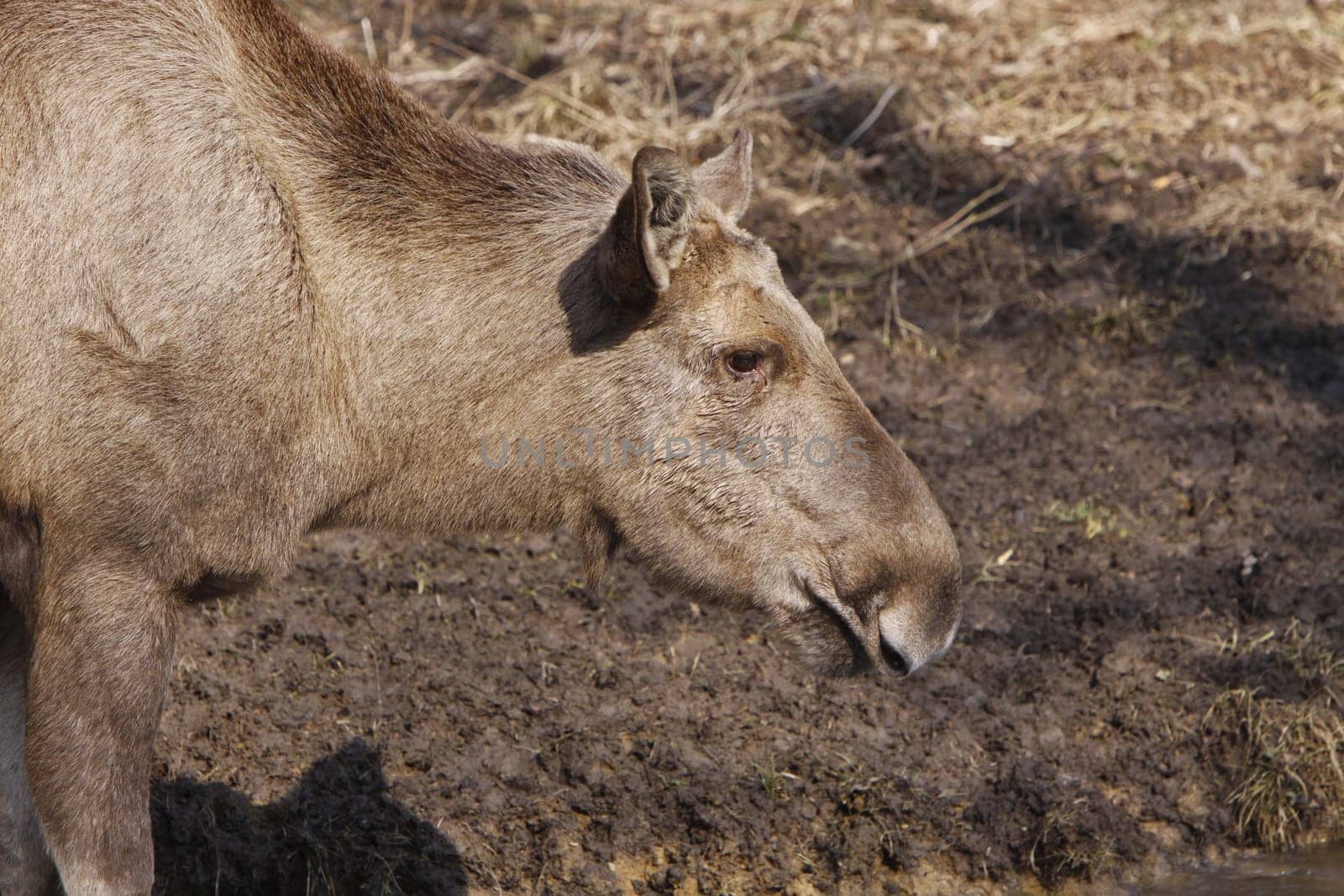 Elk