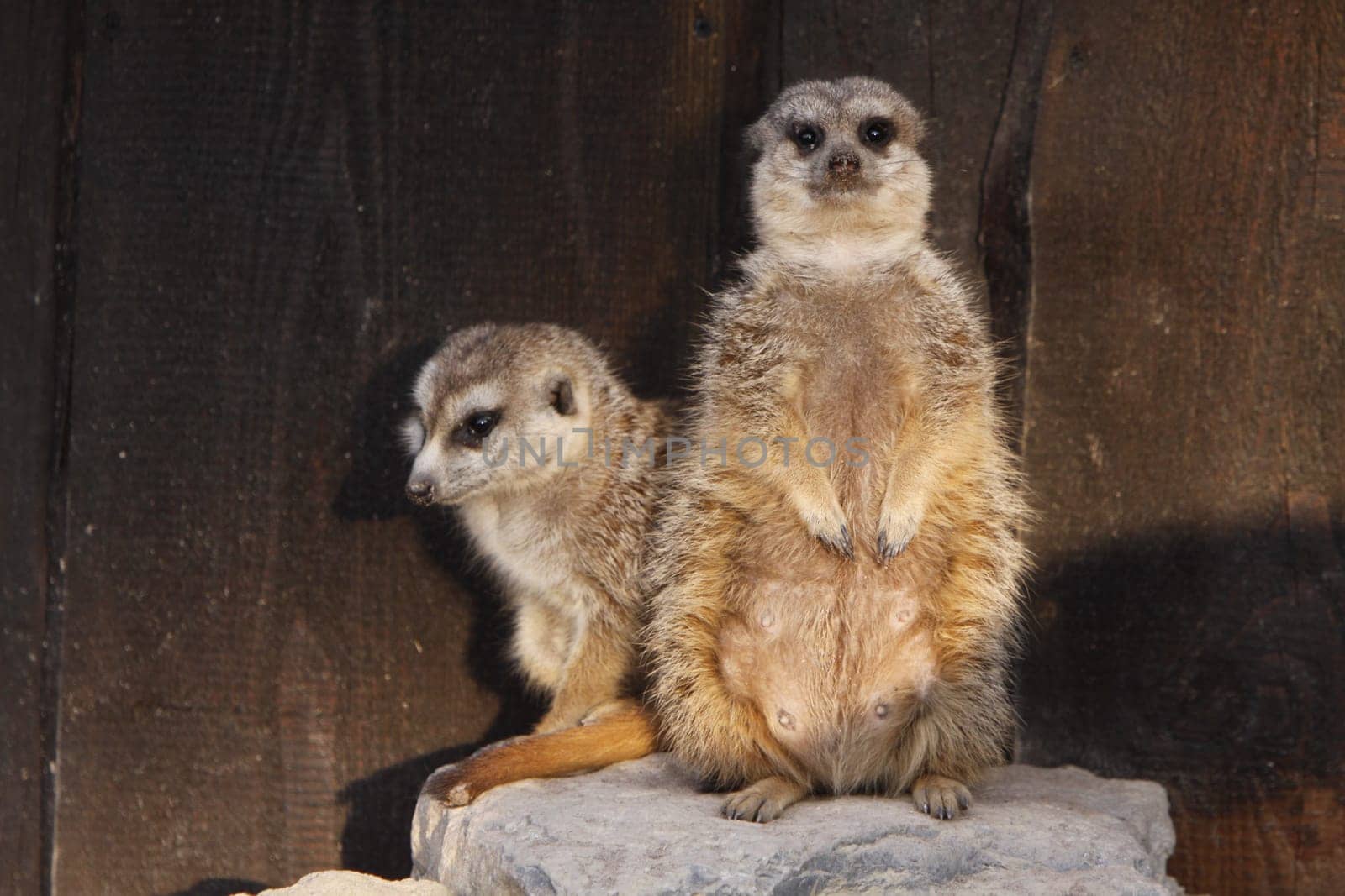 Two meerkats