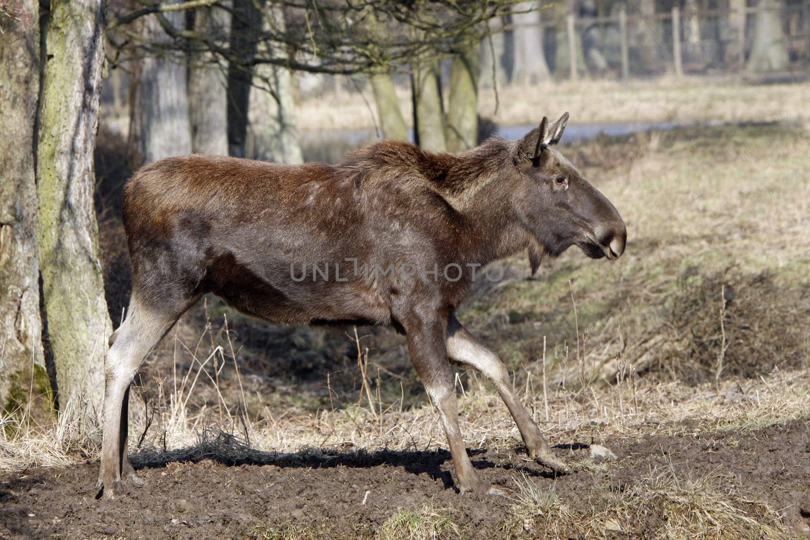 Elk