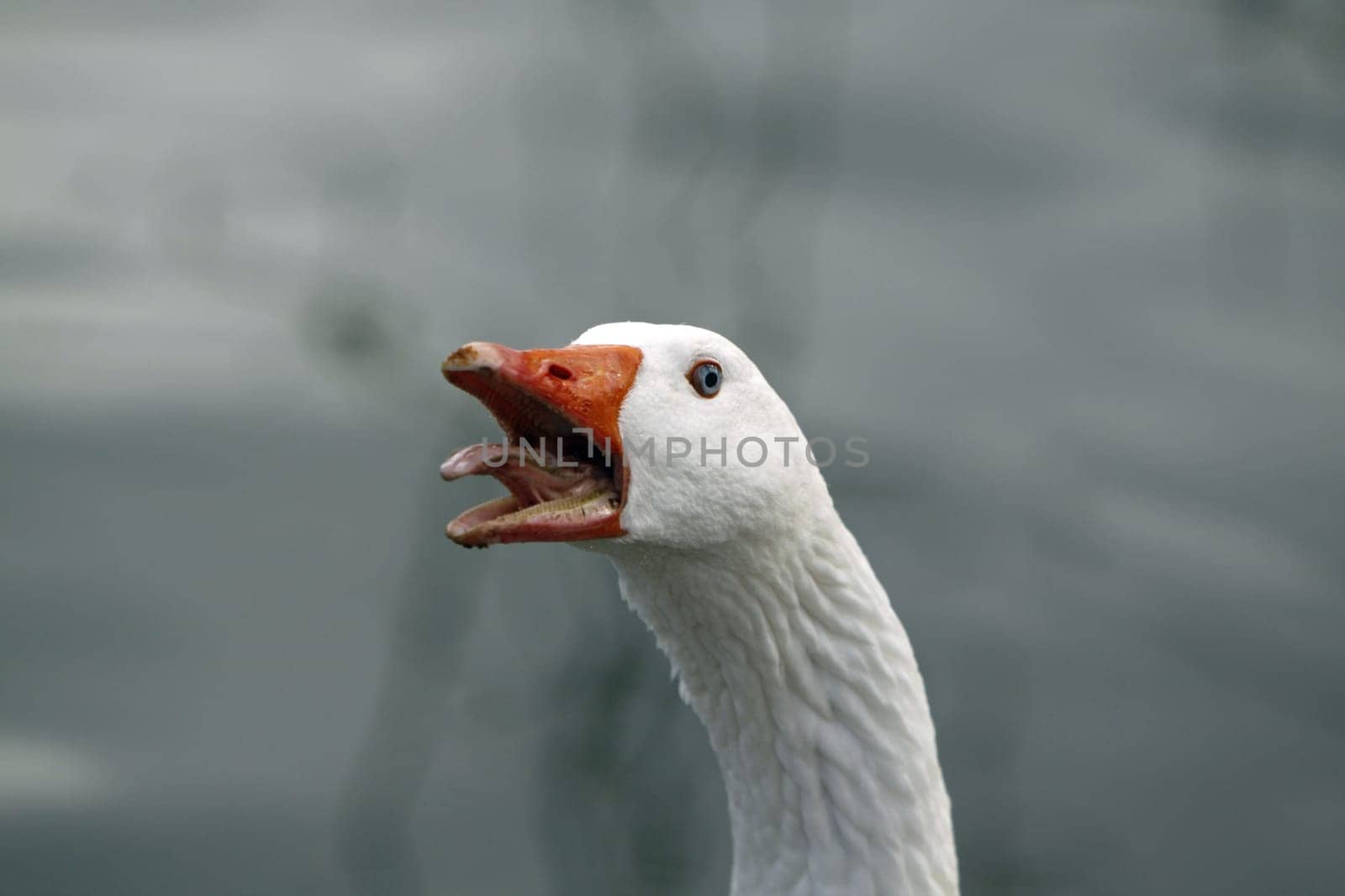 Hissing goose