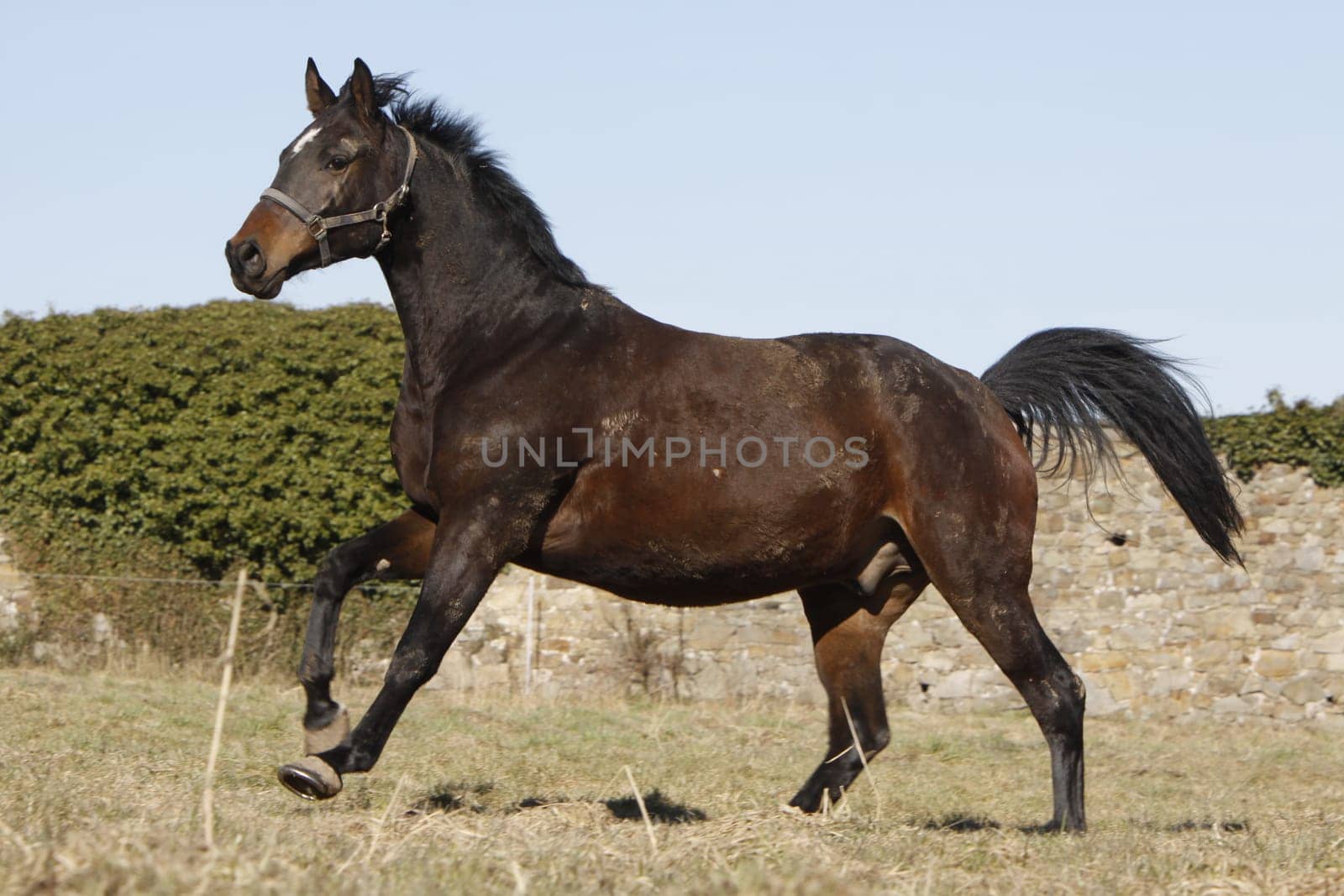 Galloping Trakehner