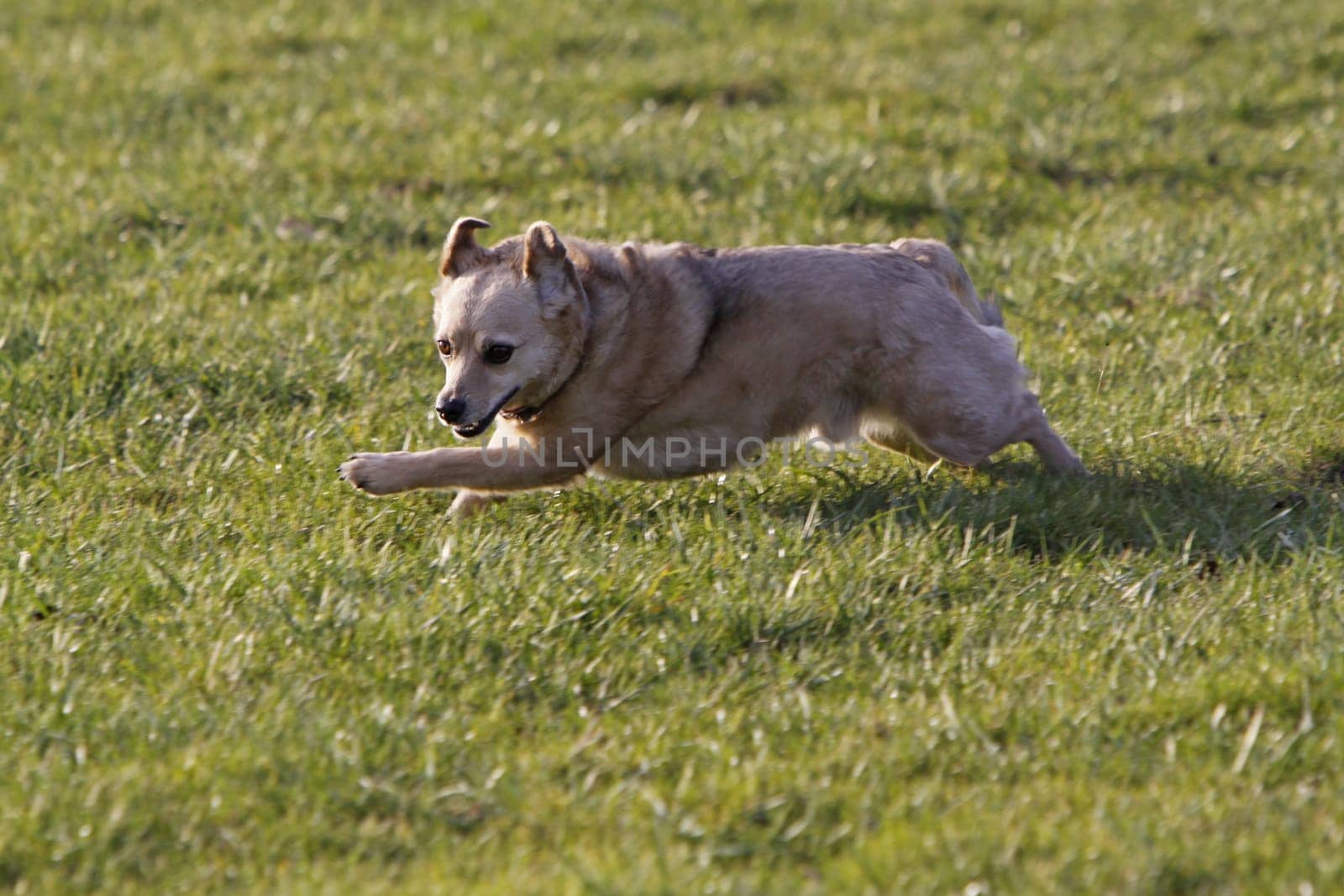 Running mixed breed dog