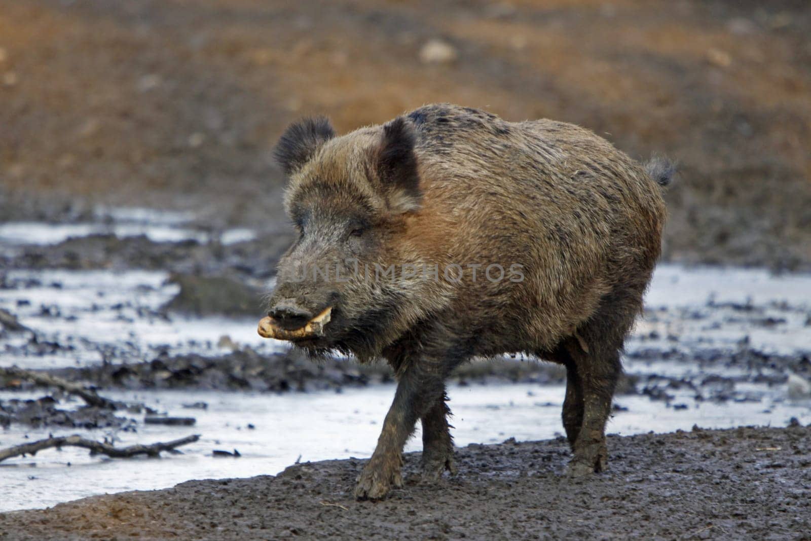 Wild boar