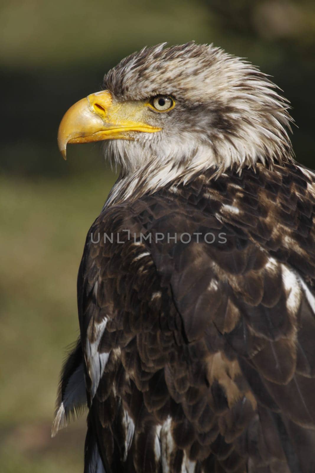 Adolescent bald eagle