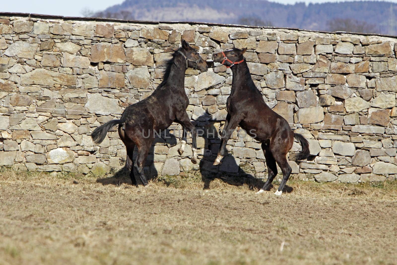 Fighting Trakehner yearlings