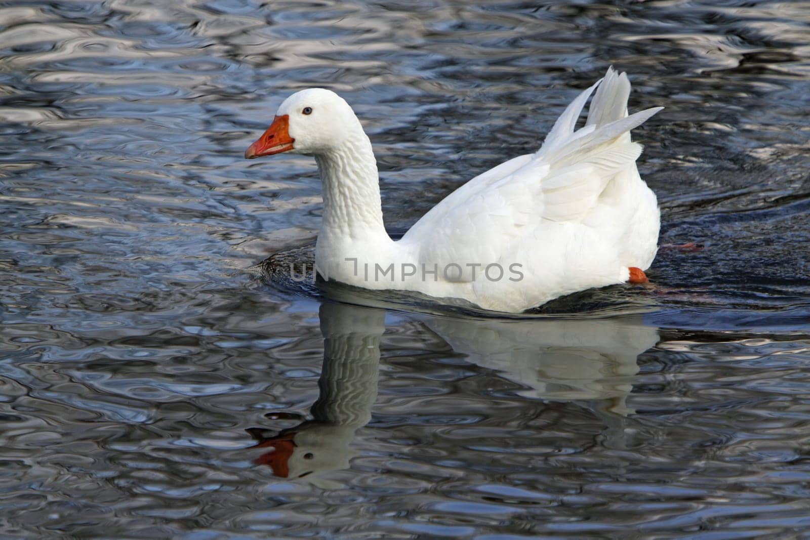 White domestic goose in the water