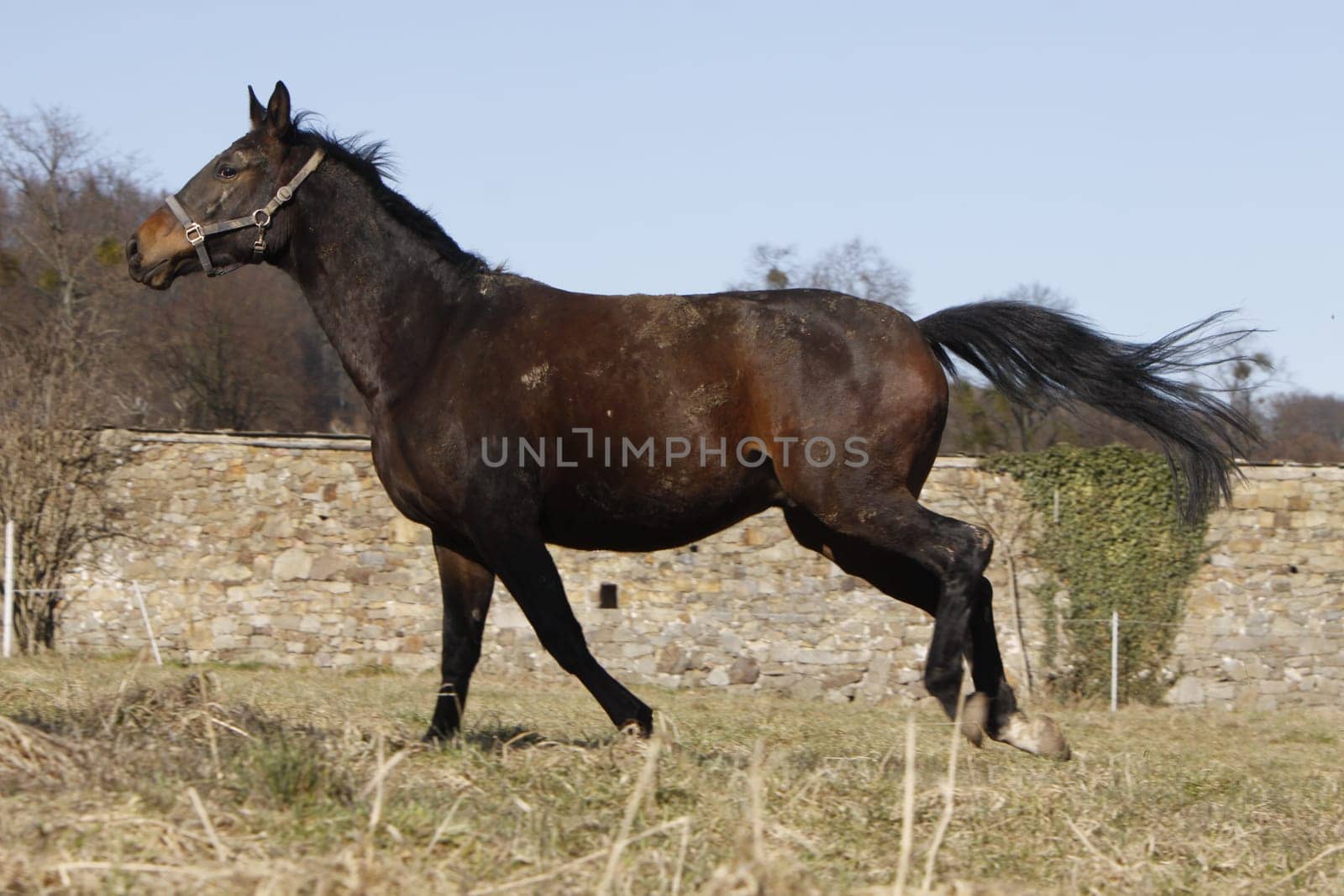 Galloping Trakehner