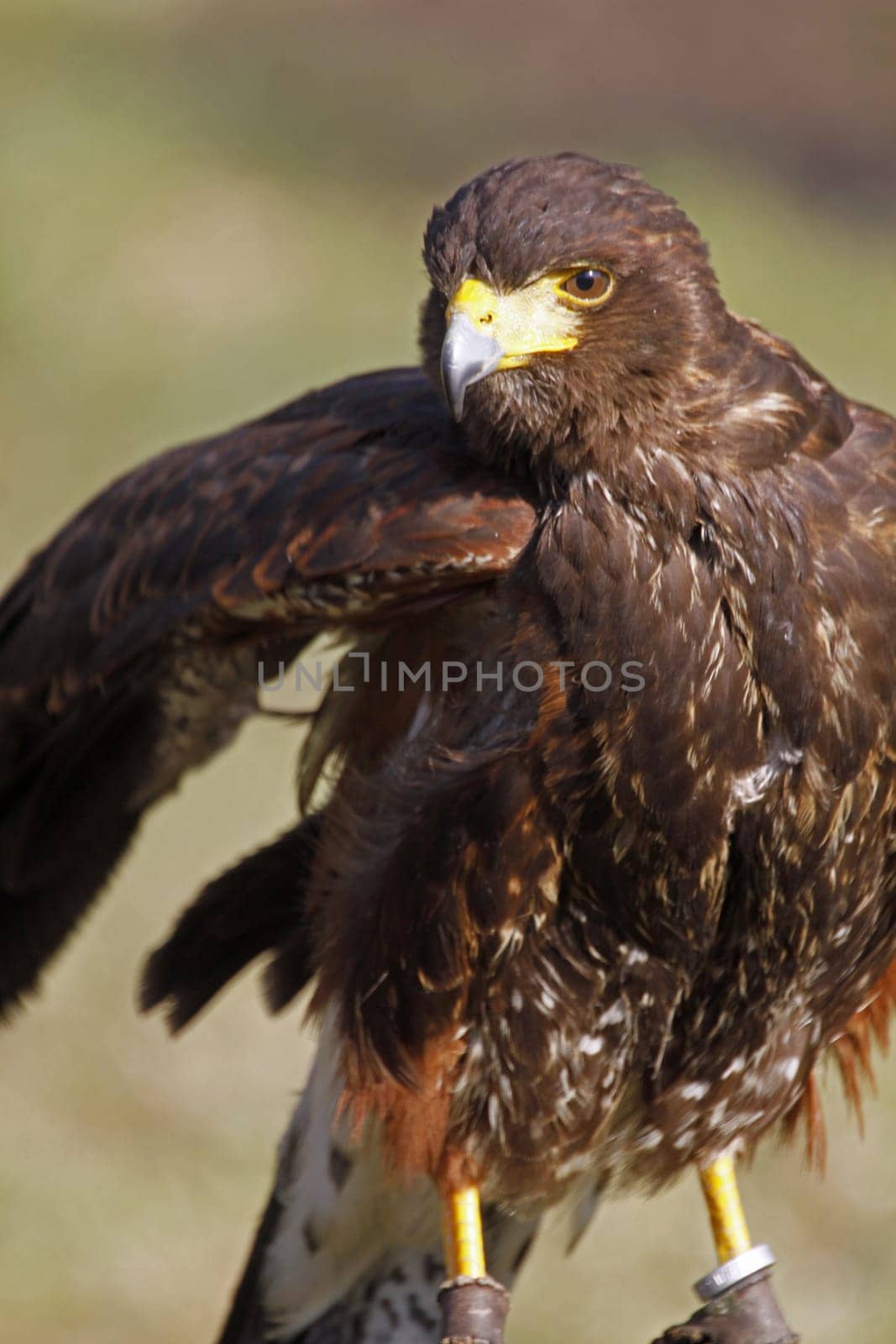 Desert Buzzard