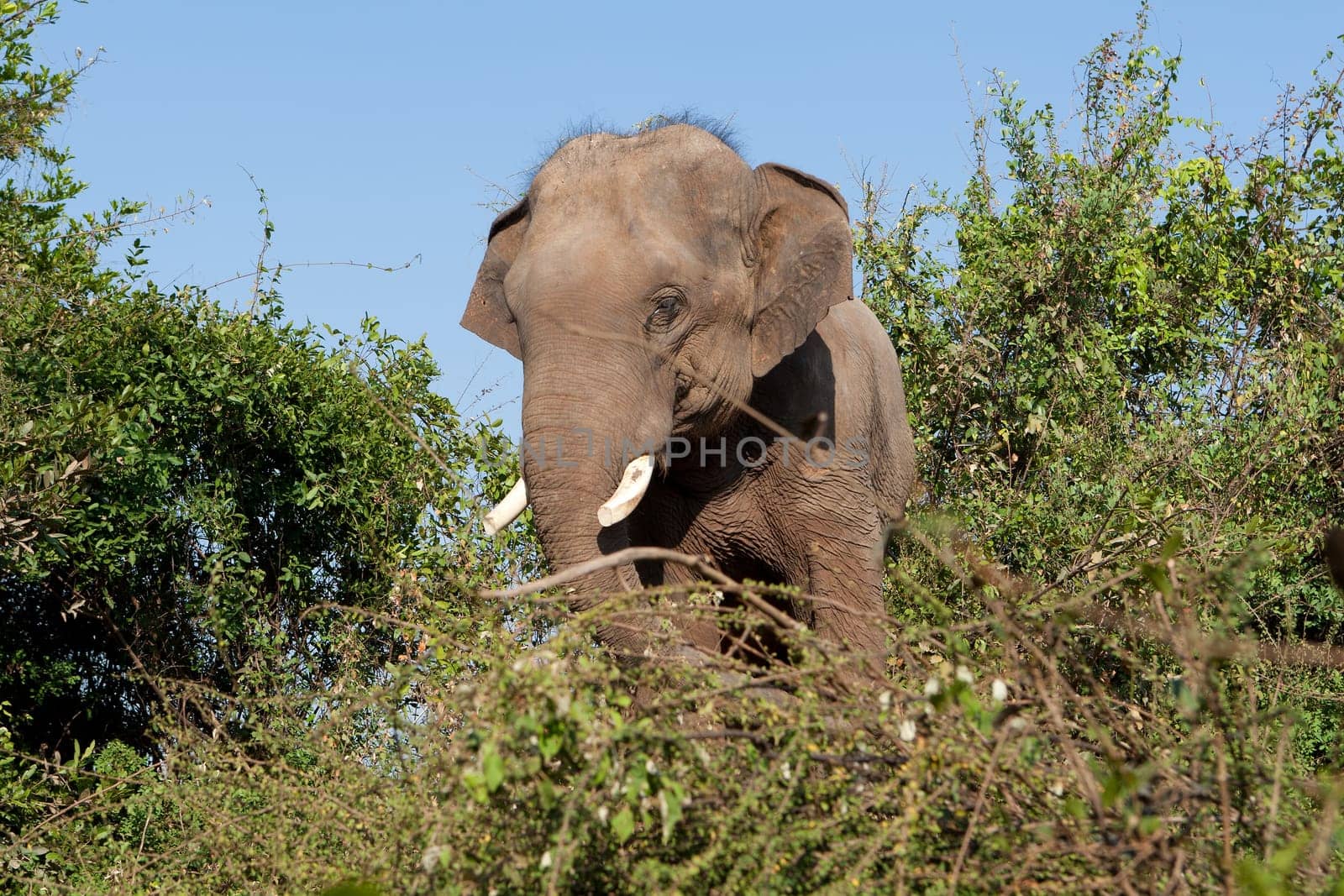 Elephant,in the wild of Surin in Thailand