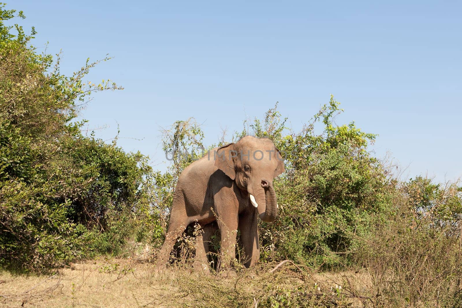 Elephant,in the wild of Surin in Thailand