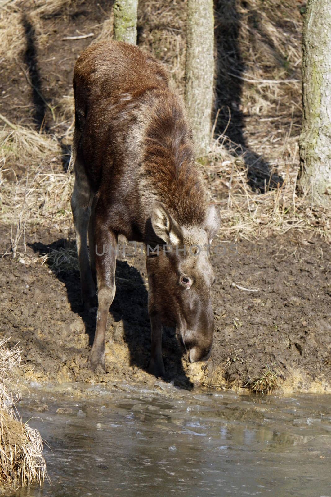 Elk