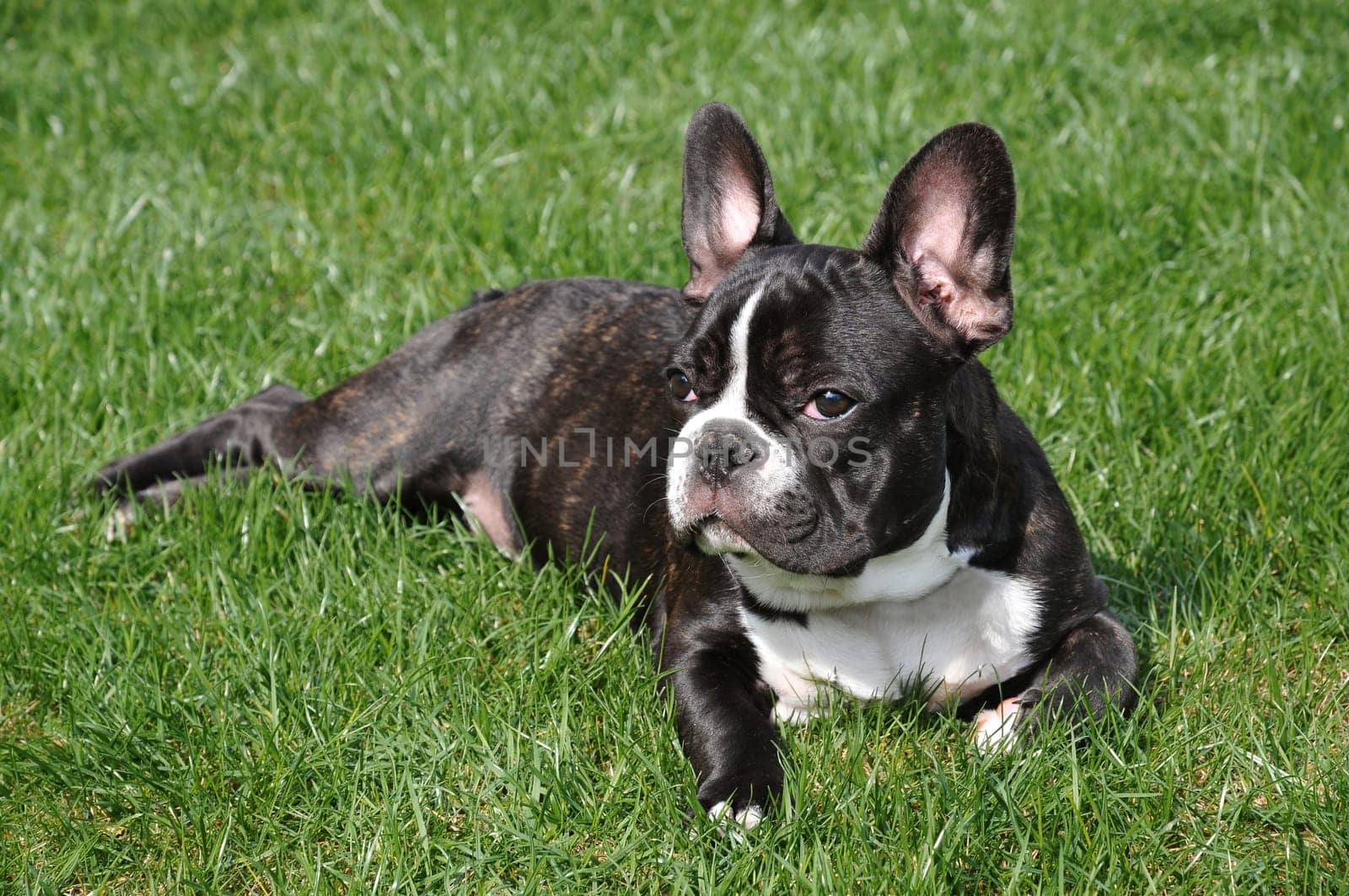 French Bulldog