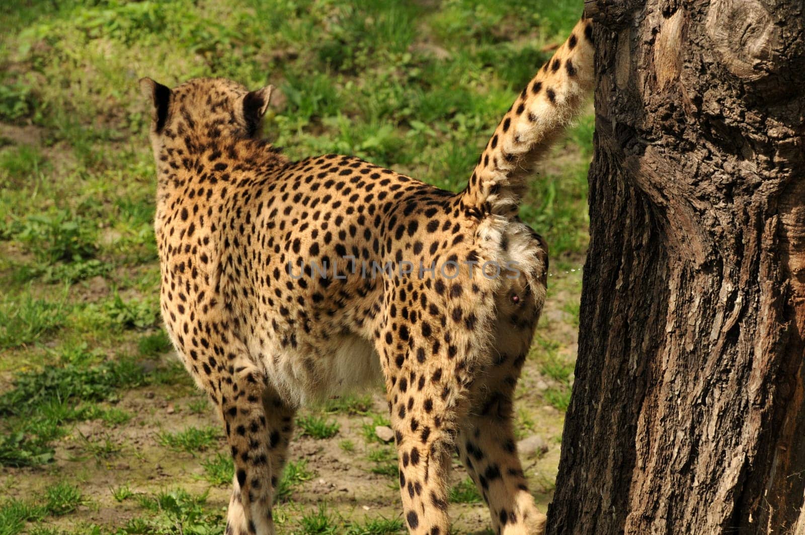Cheetah sets scent mark