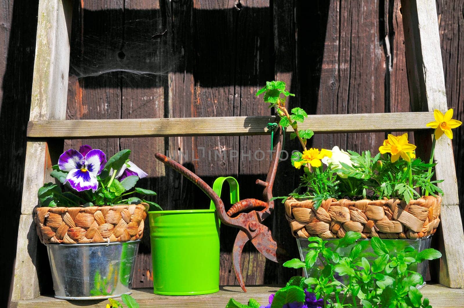 Garden Decoration Easter Spring Plants