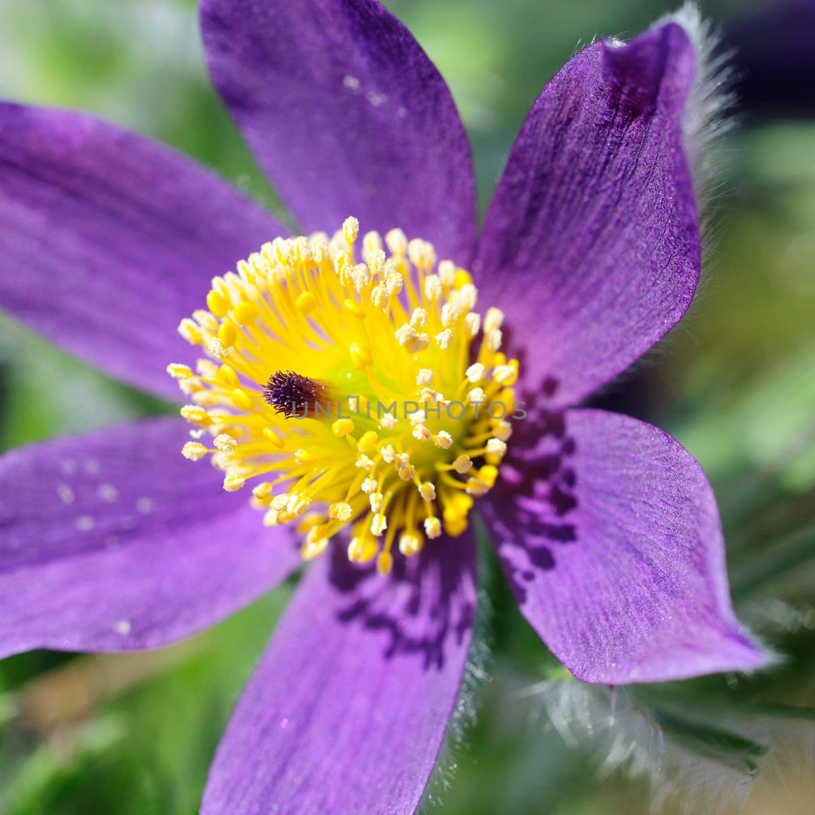 purple yellow