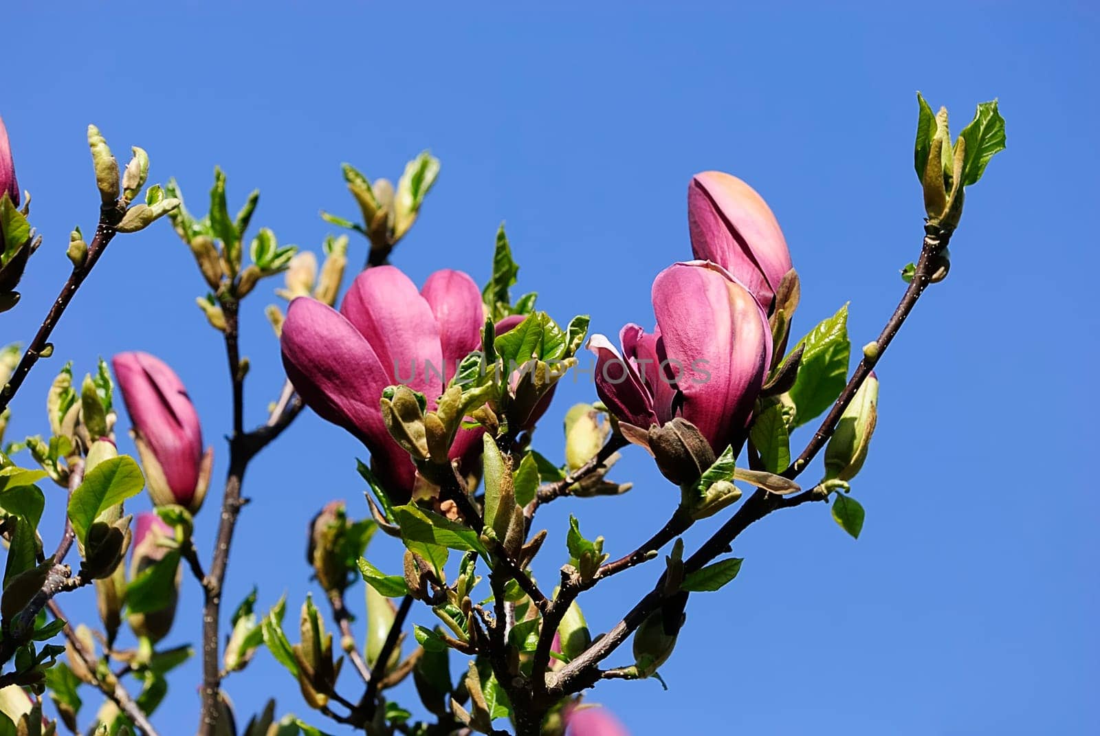 Magnolia