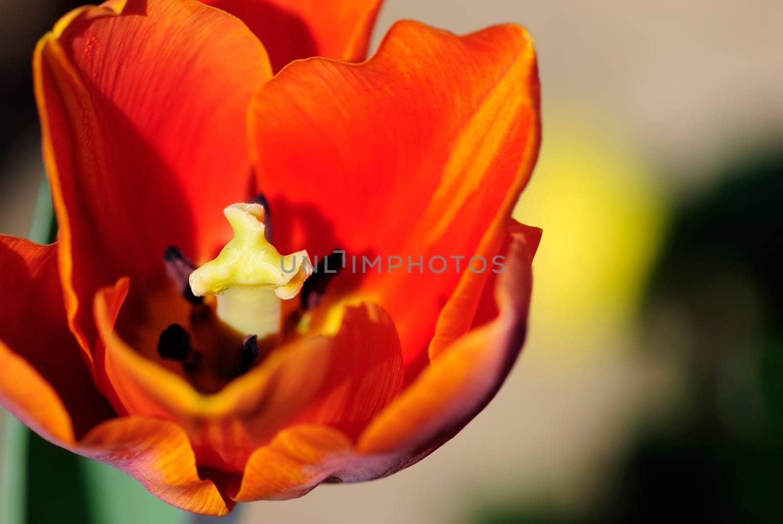 tulip