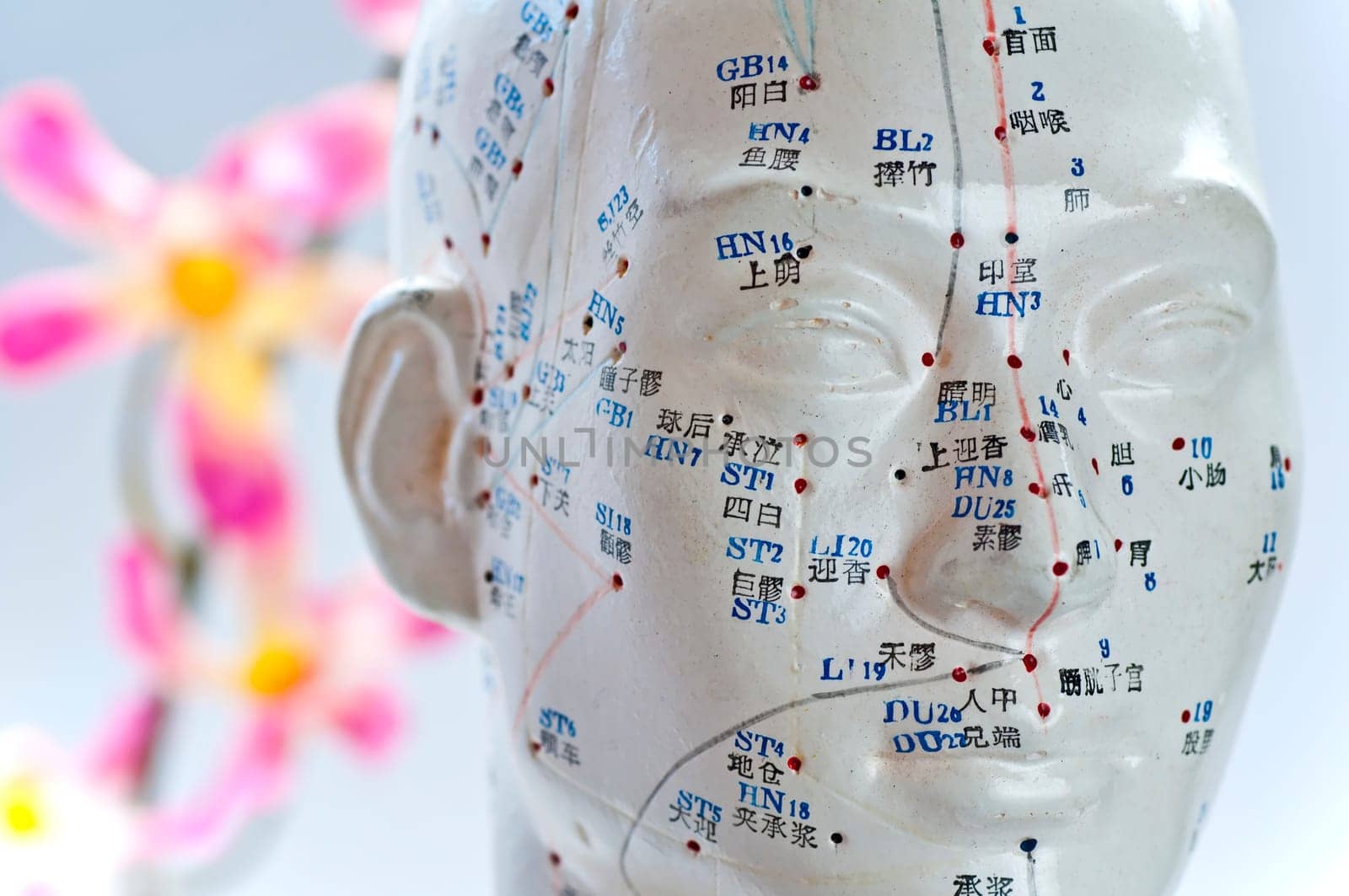 Acupuncture model