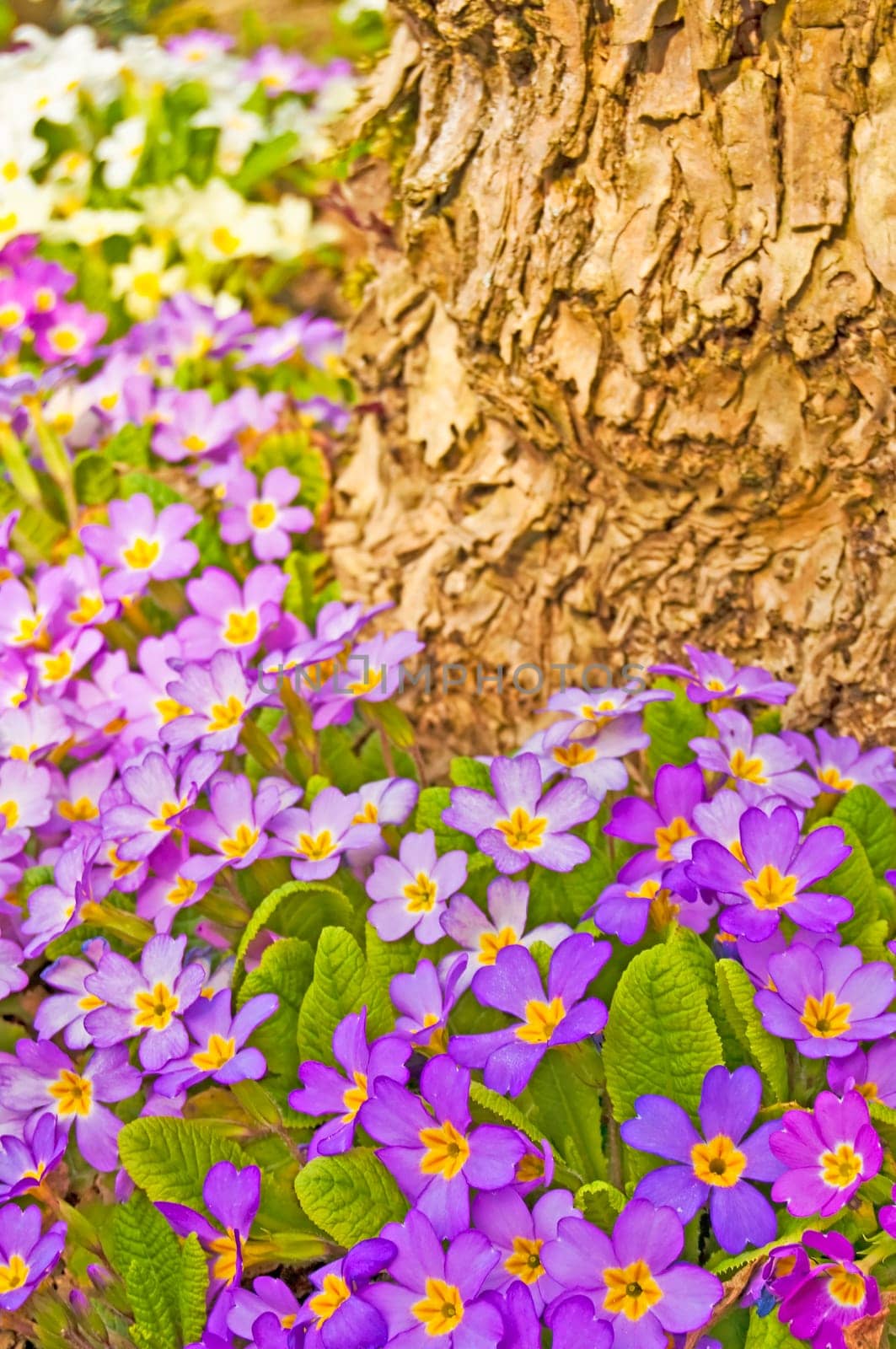 colorful primroses
