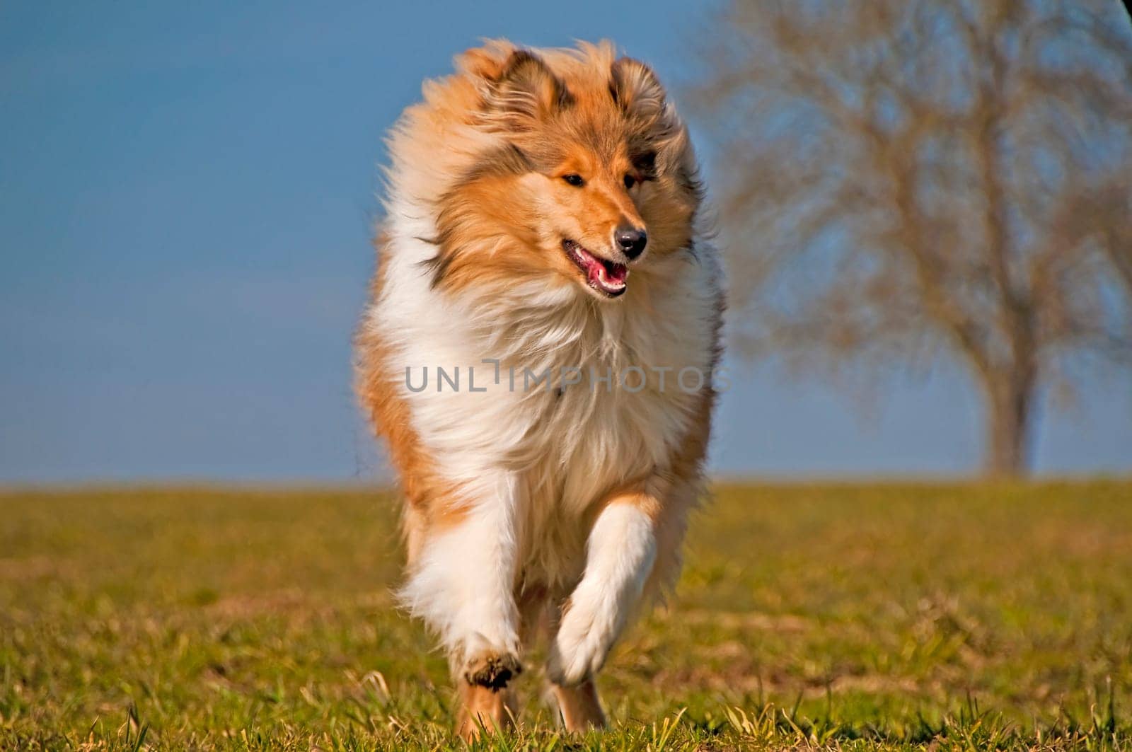 Collie runs