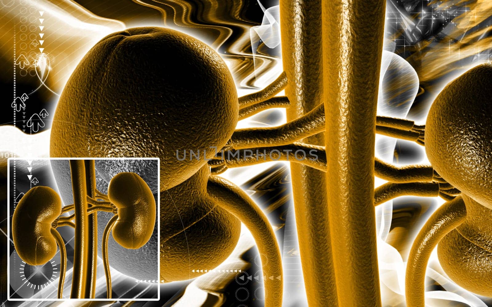 Digital illustration of kidney in colour background