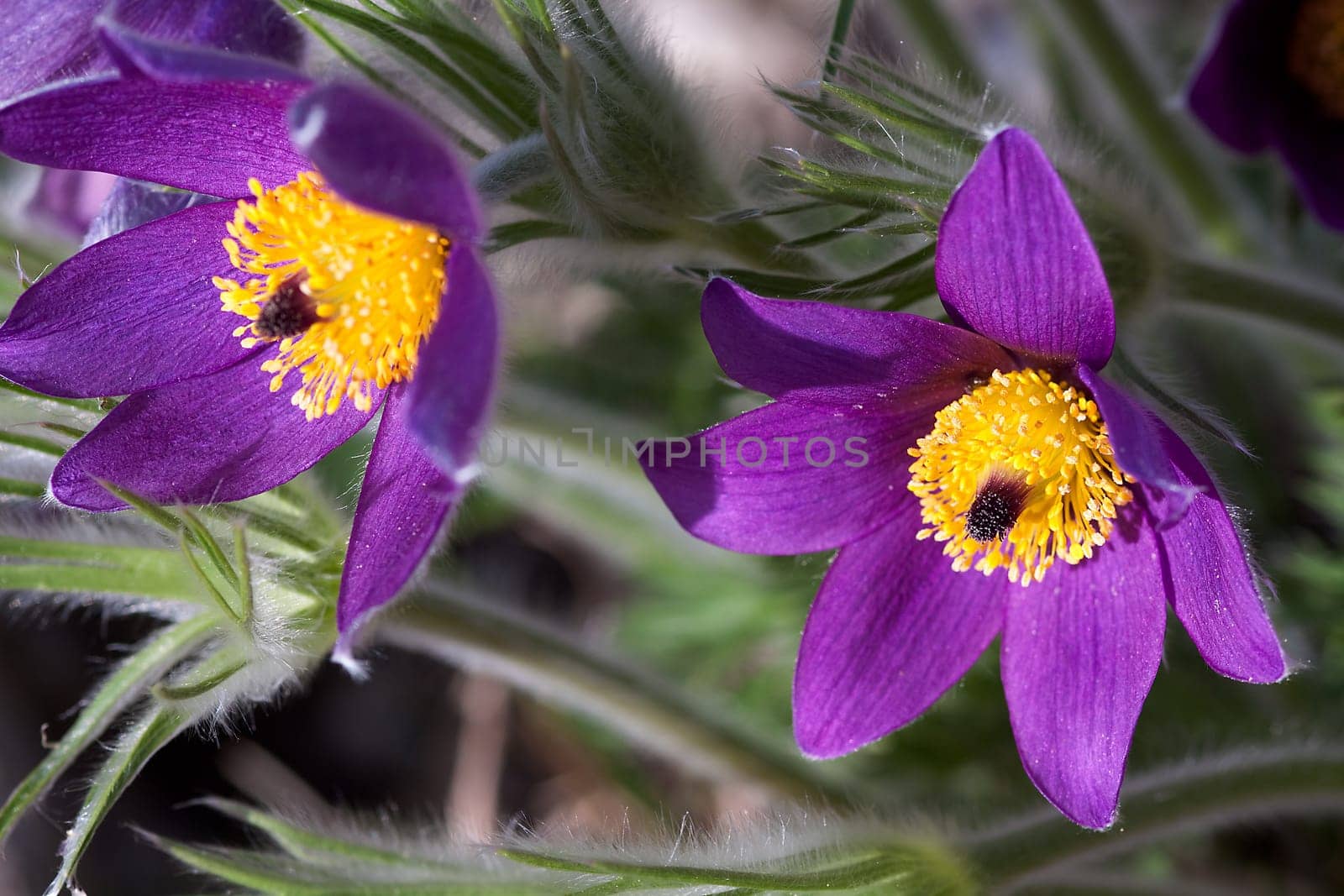 Pasque flower