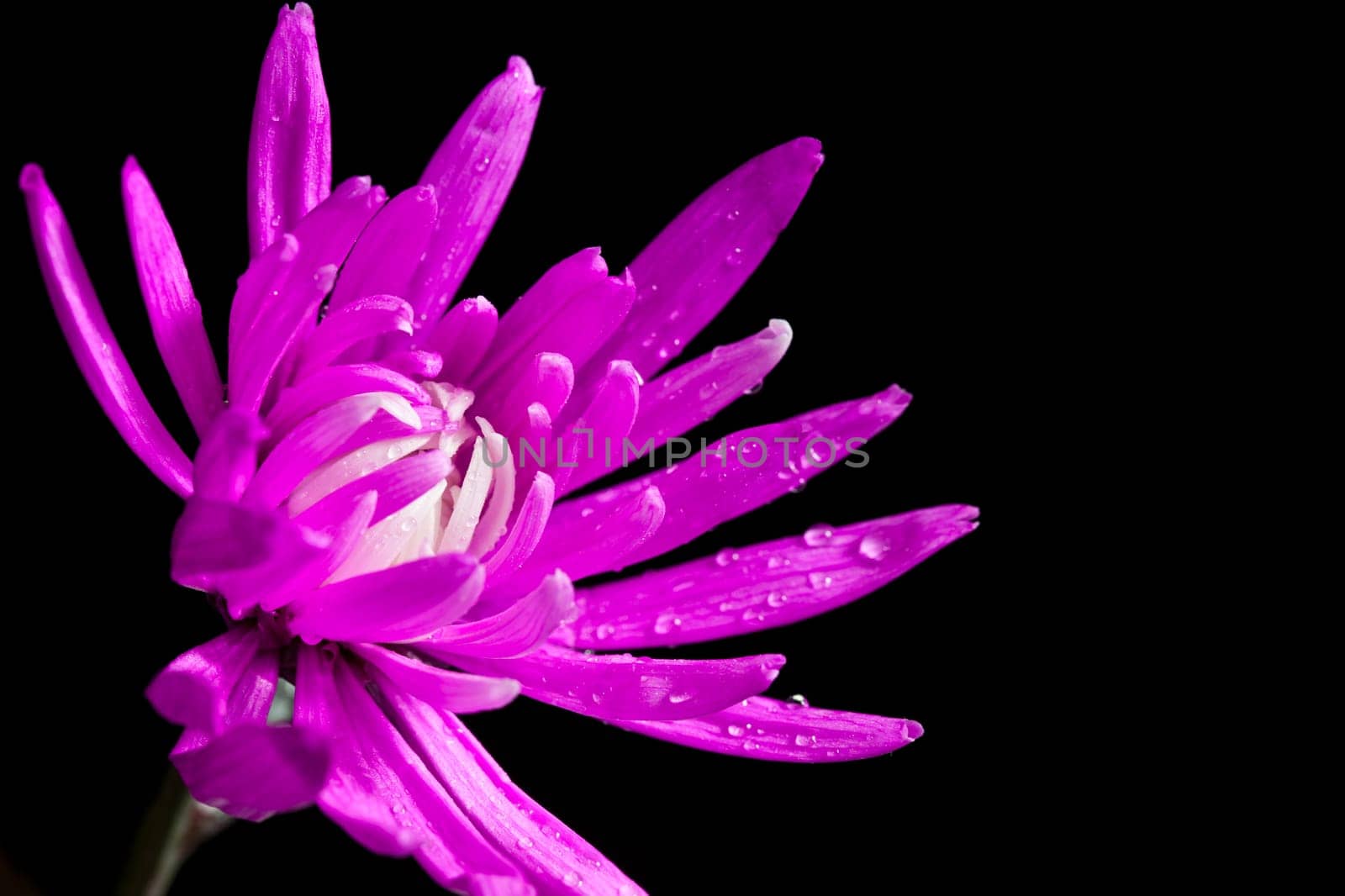 pink Chrysanthemum flowers isolated on a black background