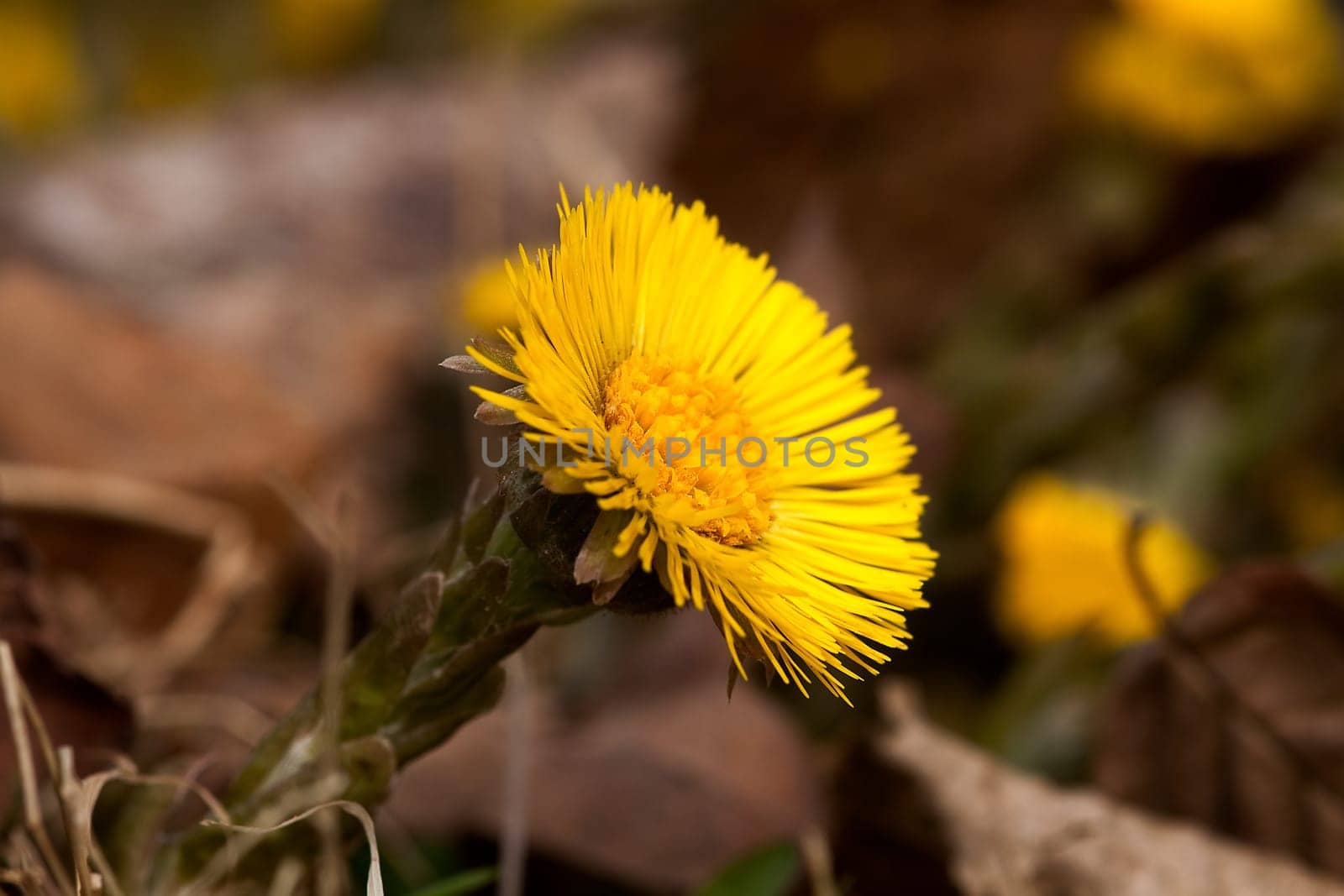 Coltsfoot