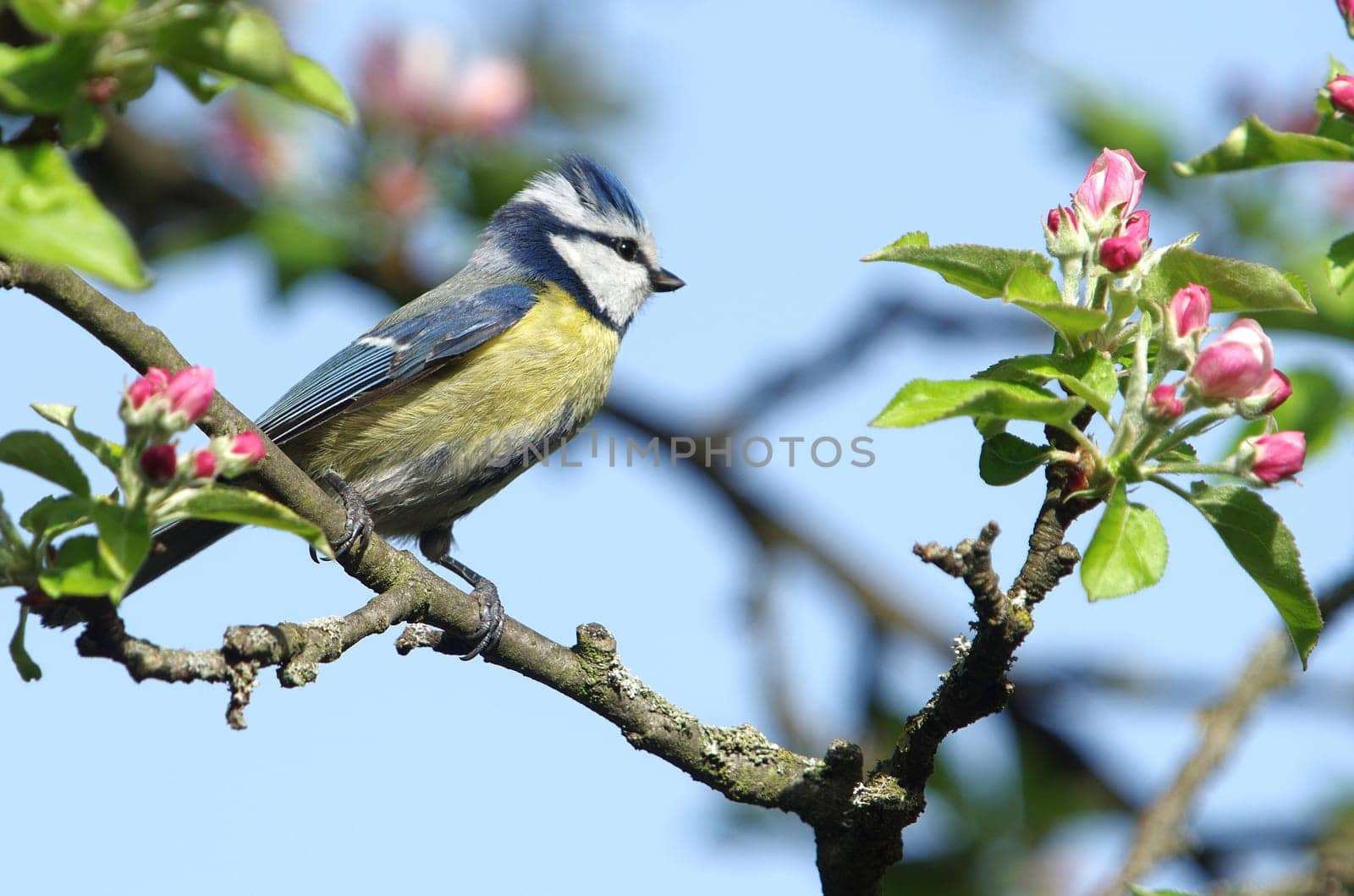 Blue in the apple tree