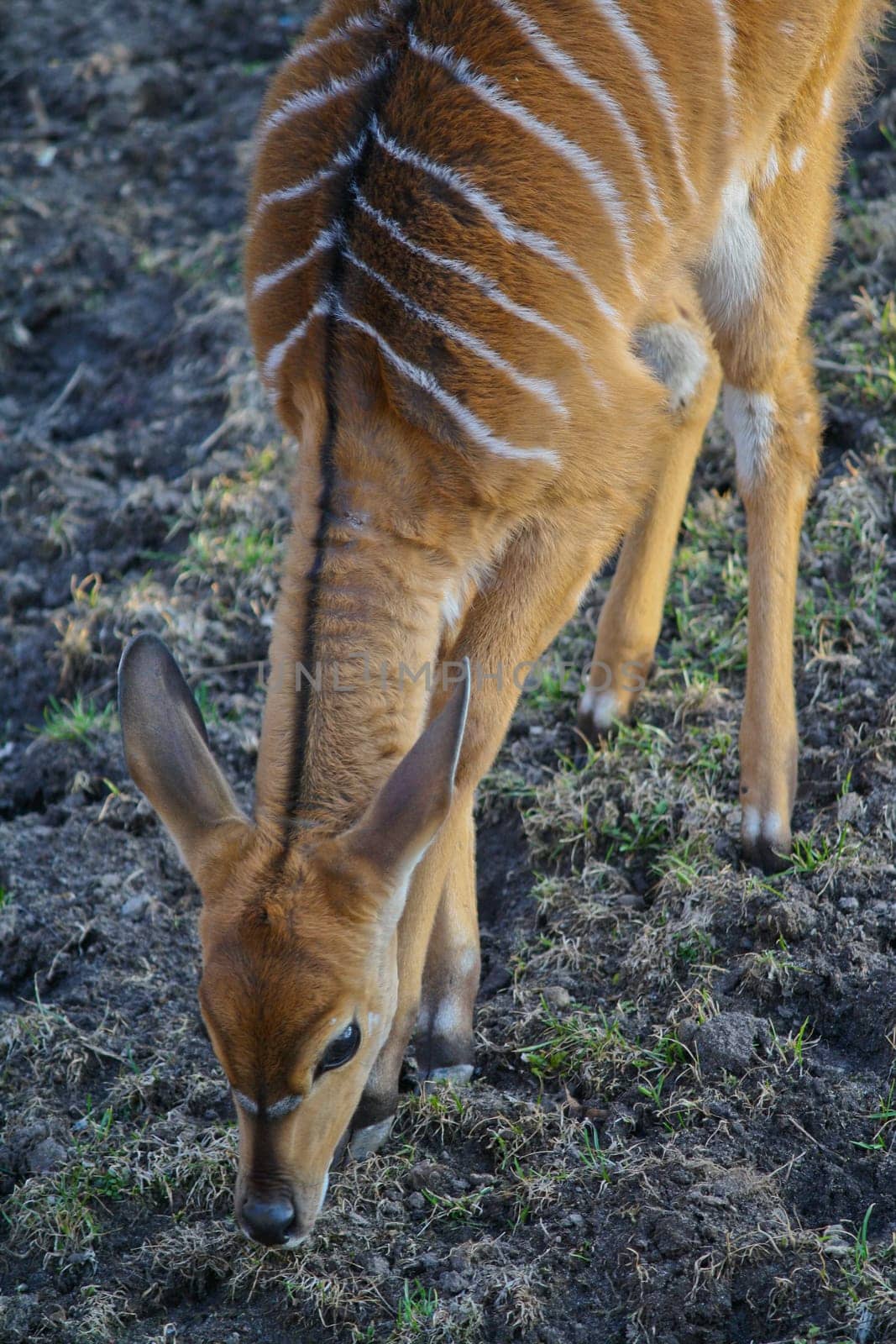 A Dear feeds cautiously in Woods in Northern Europe.