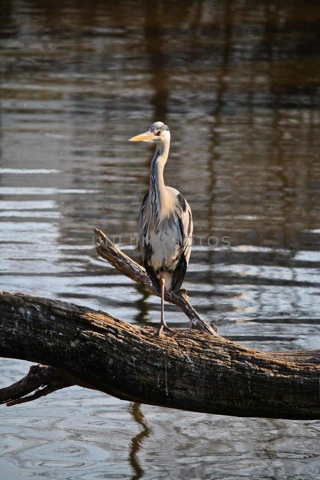 A Heron perched atop a fallen tree trunk over a lake in Northern Europe.