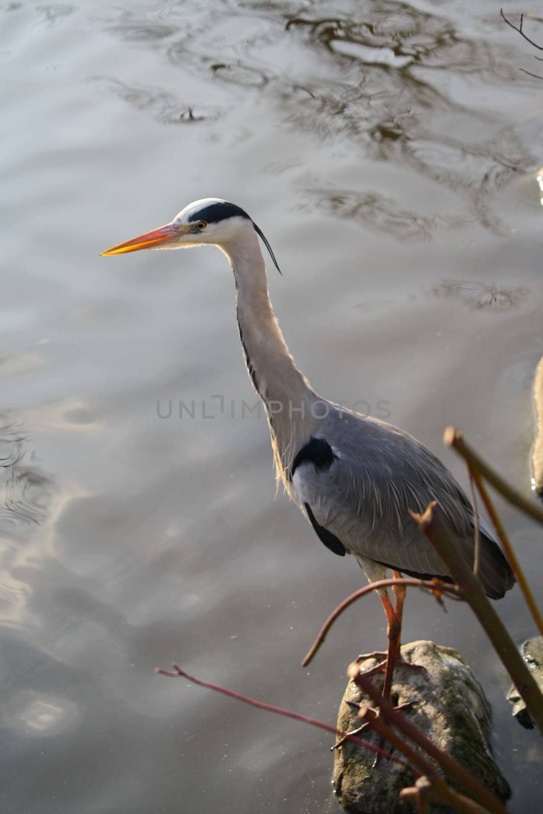 A Heron waits patiently by the water&#039 s edge on a warm summer evening, waiting for the first signs of movement in the water below.