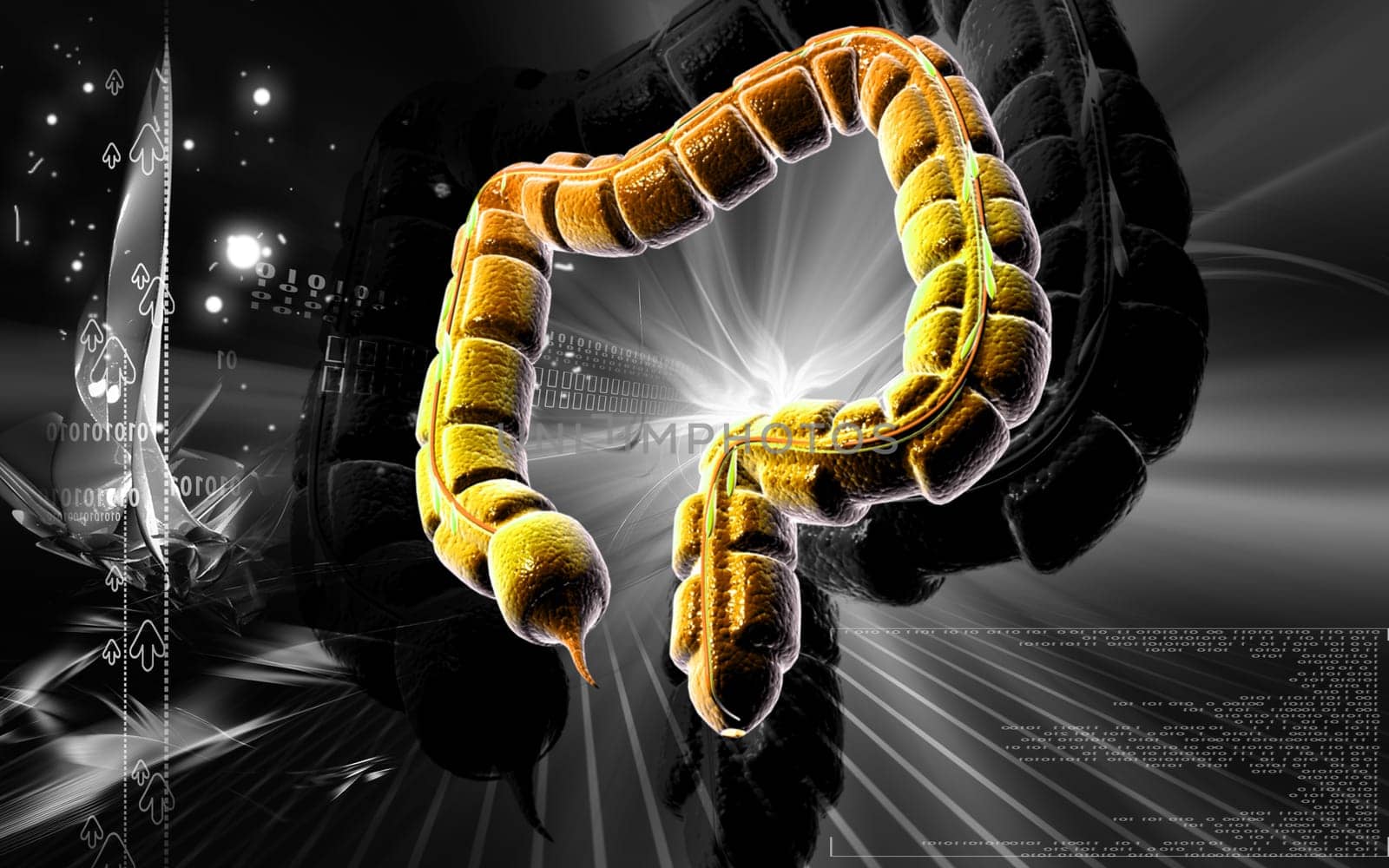 Digital illustration of large intestine in colour background